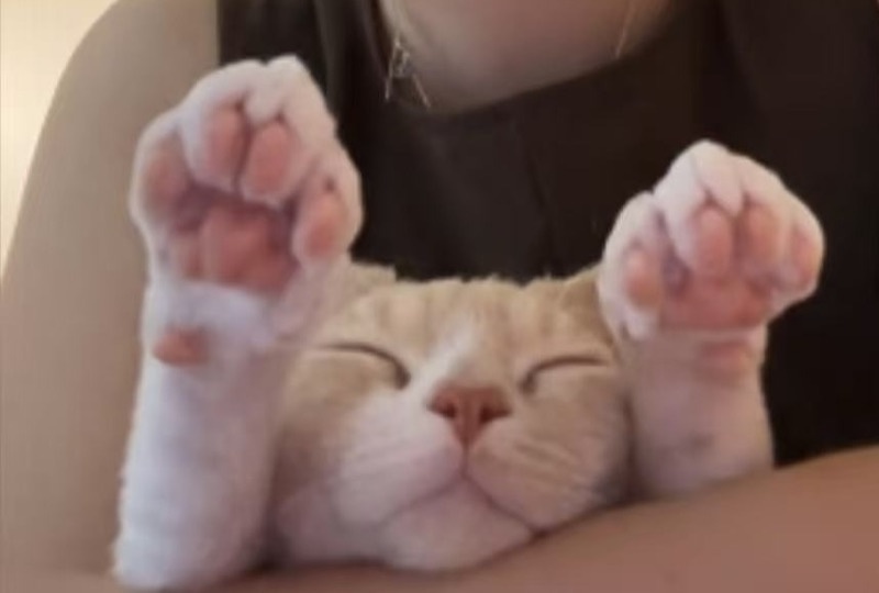 NongNong, Leyao Tan’s orange cat