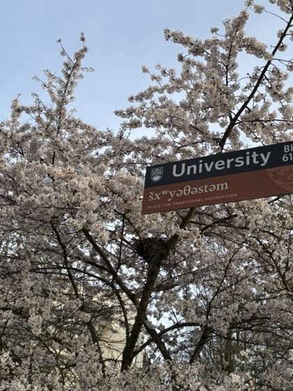 Cherry blossom season at UBC in Vancouver